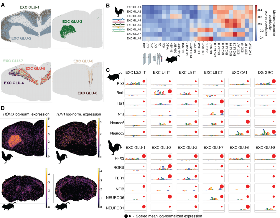 图3 鸡和小鼠兴奋性神经元的增强子编码